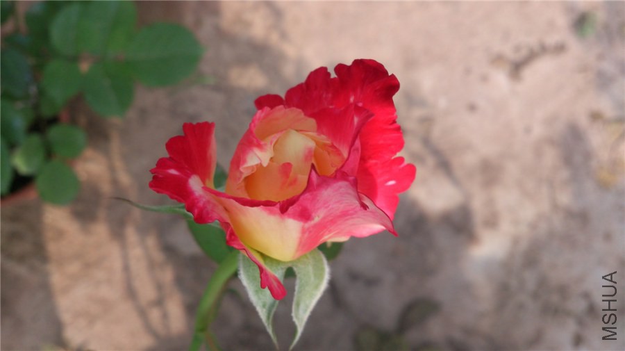 DSC_1022.jpg