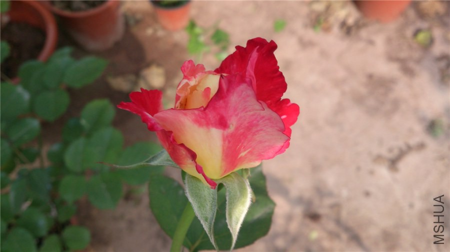 DSC_1023.jpg