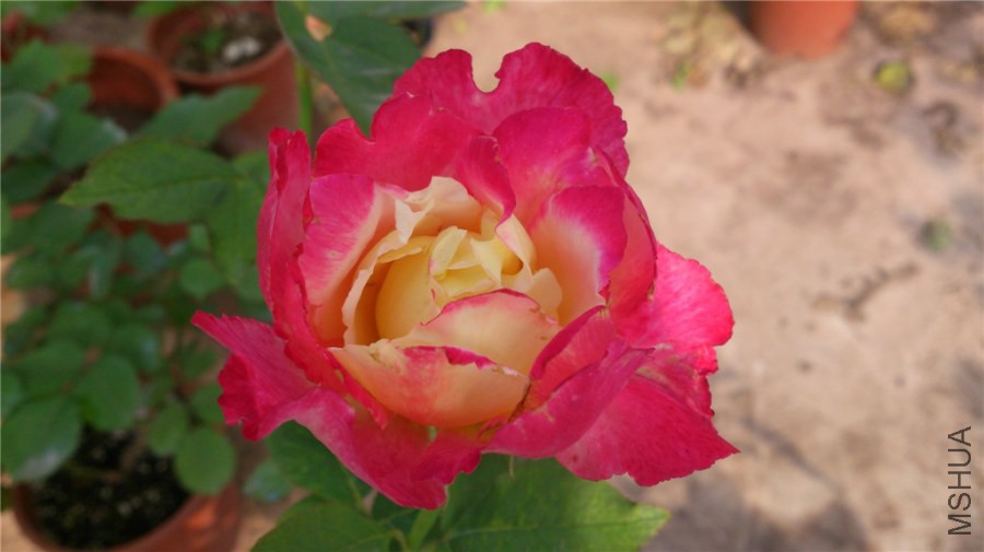DSC_1025.jpg