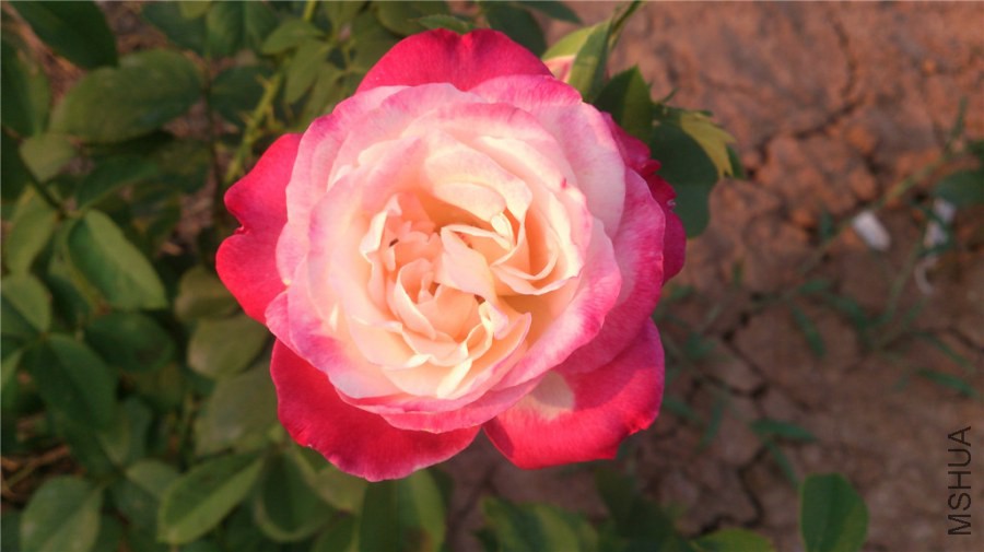 DSC_1382.jpg