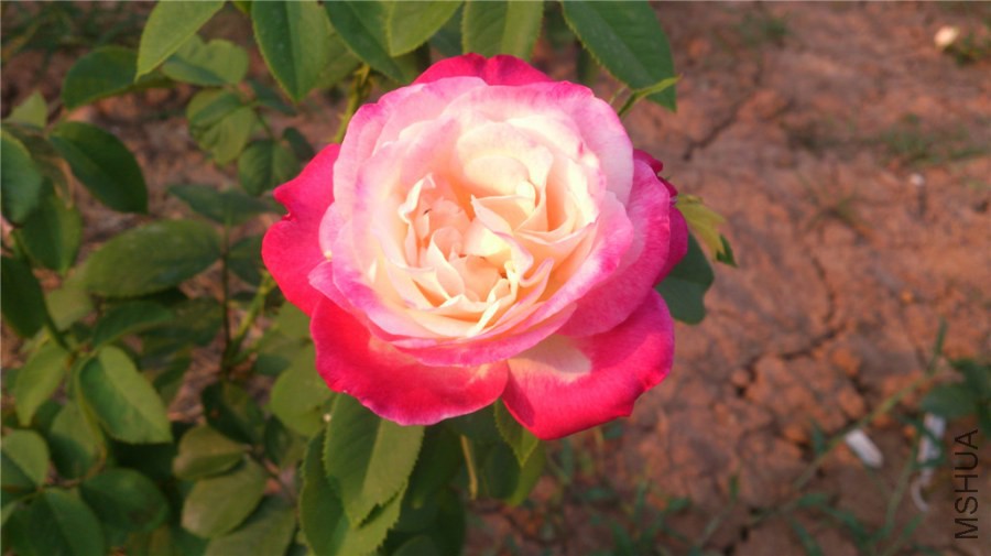 DSC_1383.jpg
