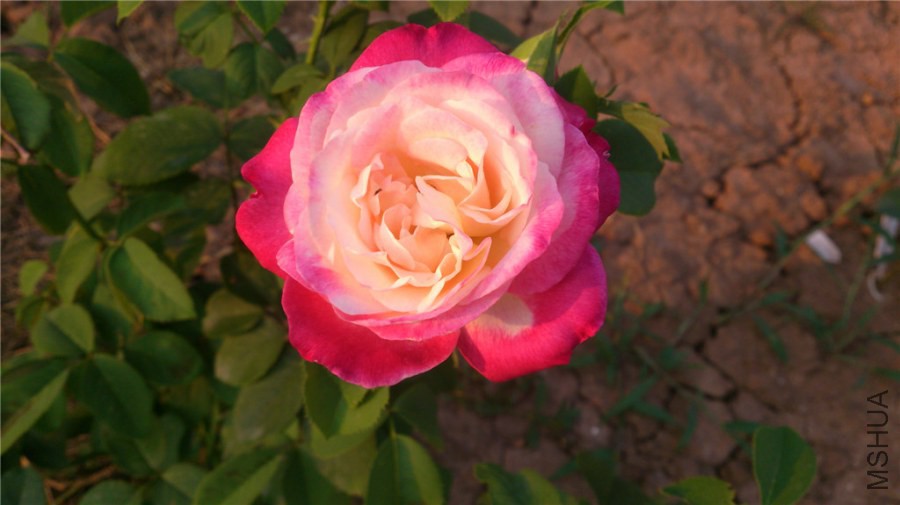 DSC_1384.jpg