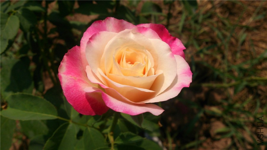 DSC_1452.jpg