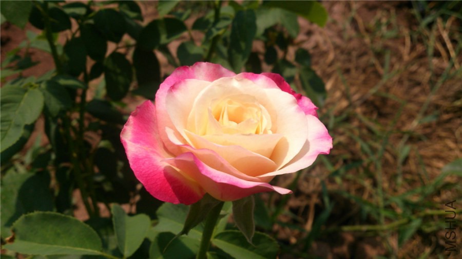 DSC_1453.jpg