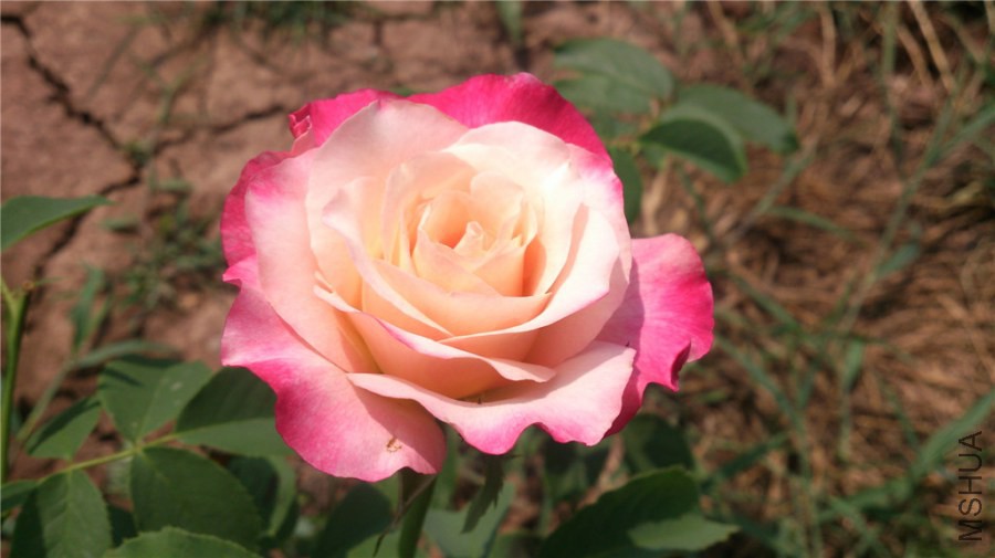 DSC_1454.jpg