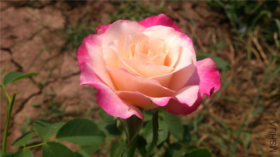 DSC_1455.jpg