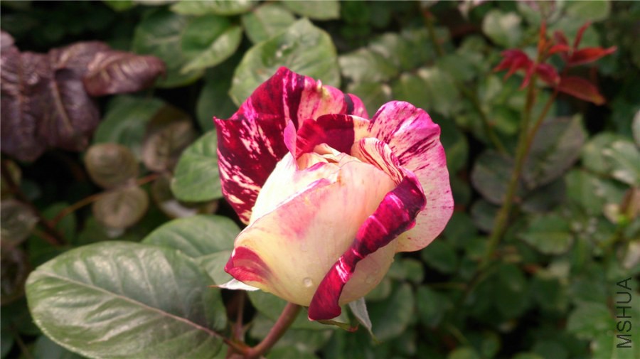 DSC_0041.jpg