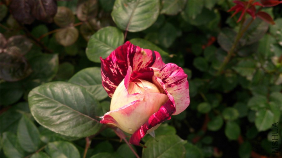 DSC_0042.jpg