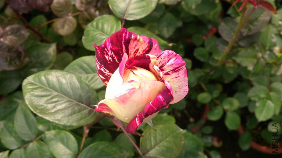 DSC_0043.jpg
