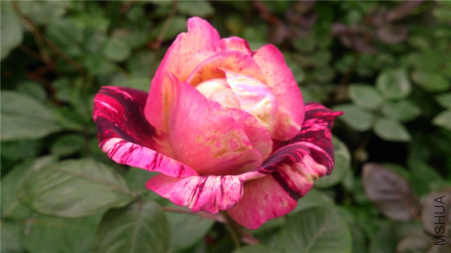 DSC_0081.jpg
