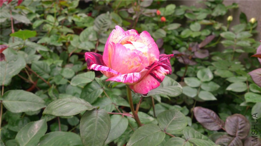 DSC_0082.jpg