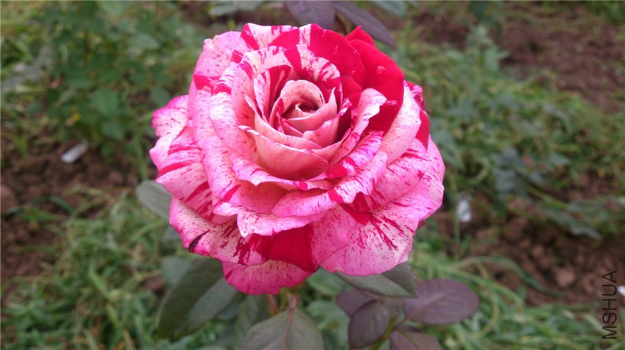 DSC_1266.jpg