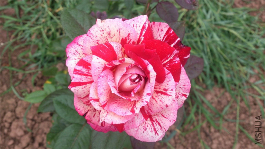 DSC_1214.jpg