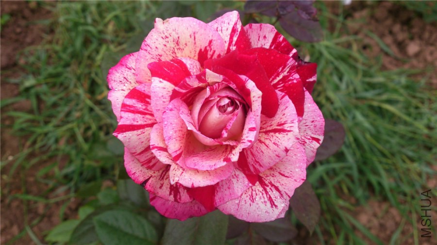 DSC_1215.jpg