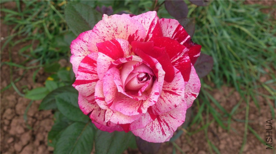 DSC_1216.jpg