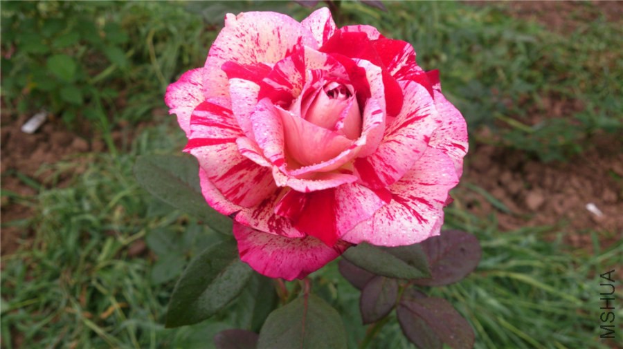 DSC_1217.jpg