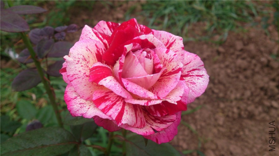 DSC_1218.jpg