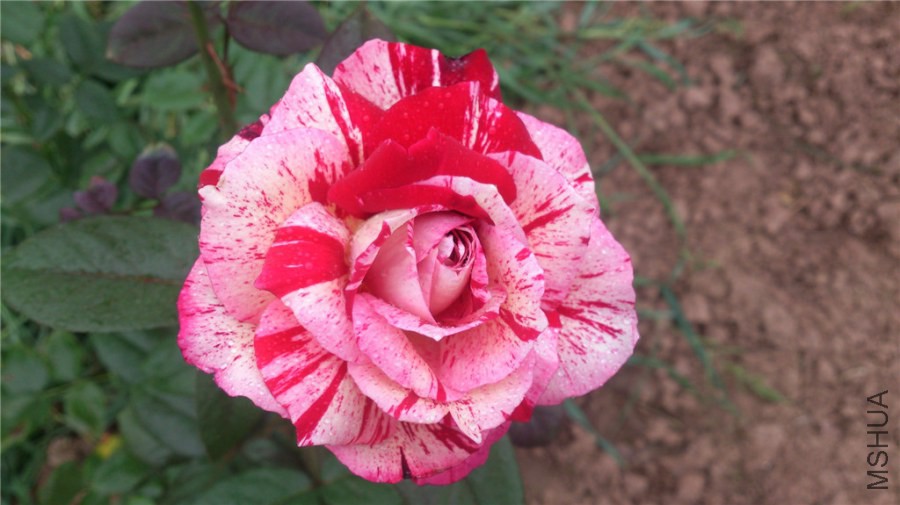 DSC_1219.jpg