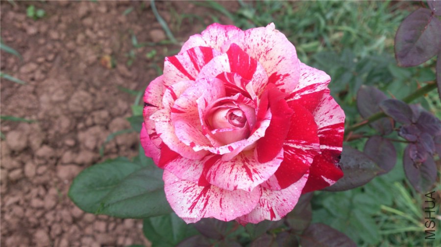 DSC_1220.jpg