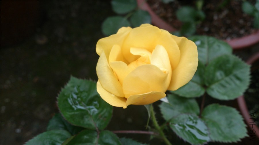 DSC_0032.jpg