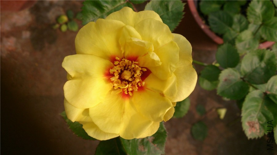 DSC_0039.jpg