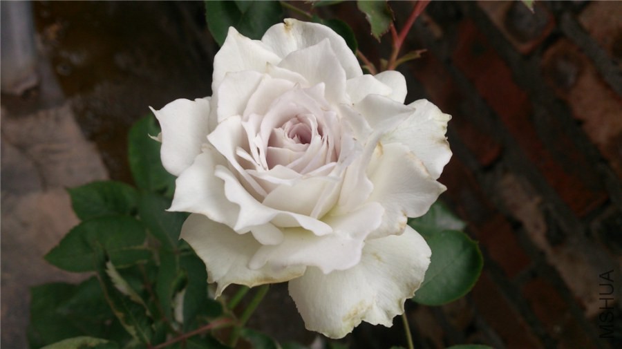 DSC_1063.jpg