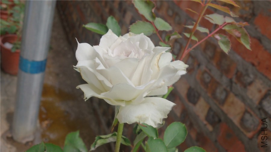 DSC_1060.jpg
