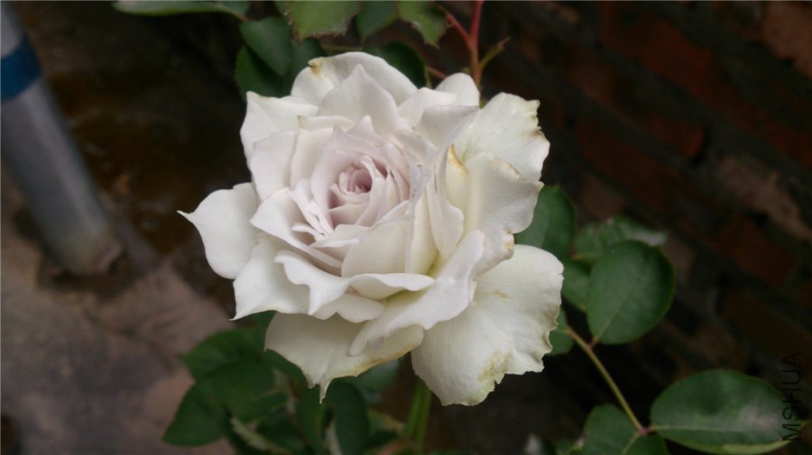 DSC_1061.jpg