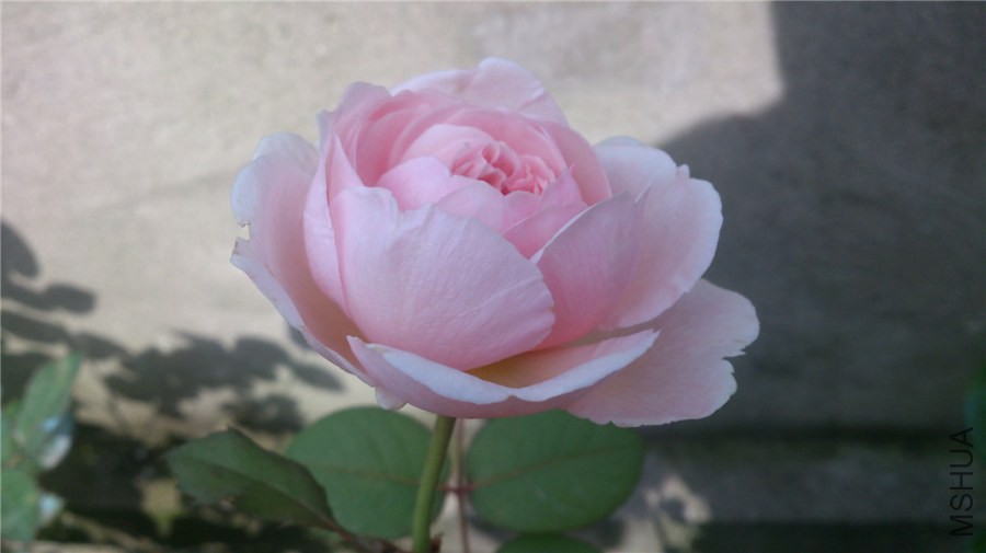 DSC_0998.jpg