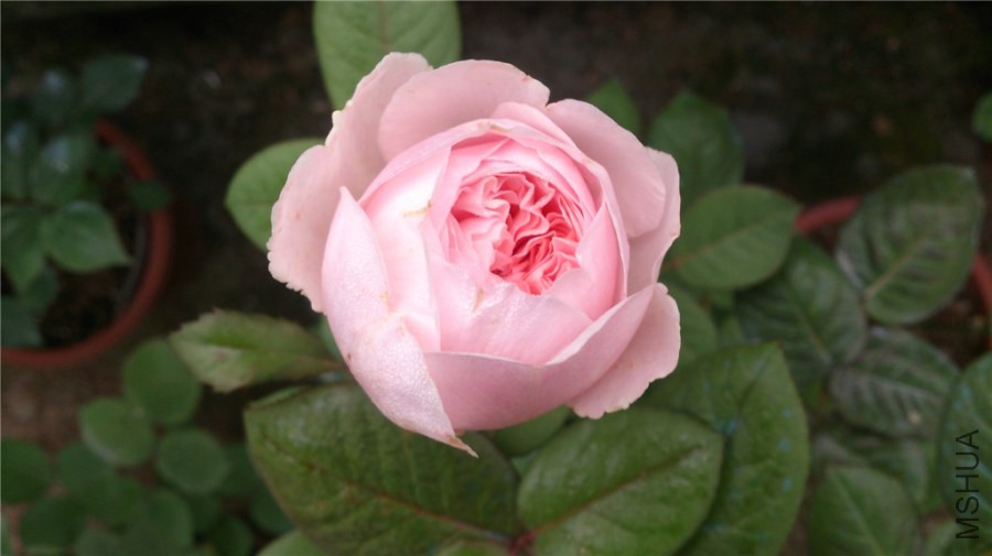 DSC_1007.jpg