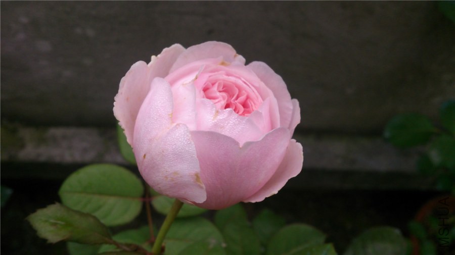 DSC_1008.jpg