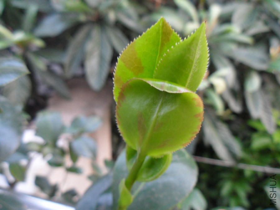 SAM_1509.JPG