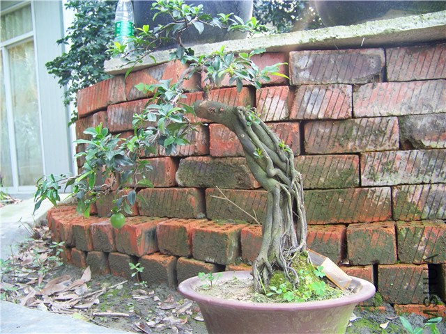 100_4882.JPG