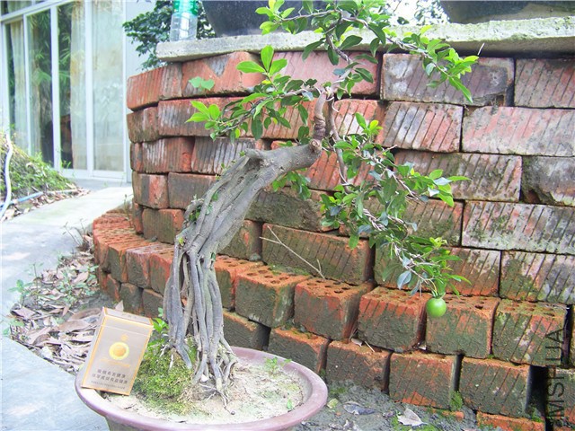 100_4880.JPG