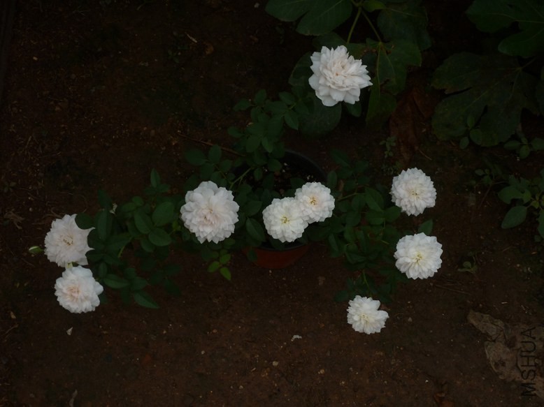 P1080269.jpg