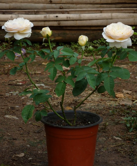 P1080248.jpg