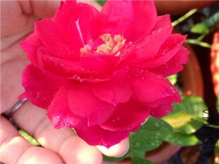 ������֬ (4).jpg