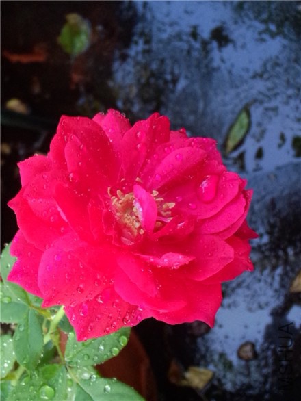 ������֬ (1).jpg