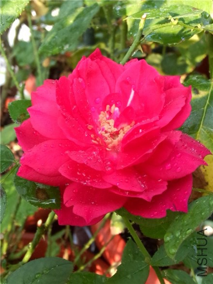 ������֬ (5).jpg