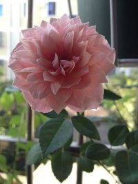 psb (3).jpg