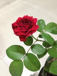 psb (4).jpg