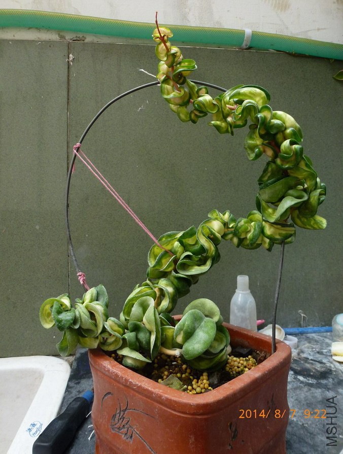P1100927.jpg