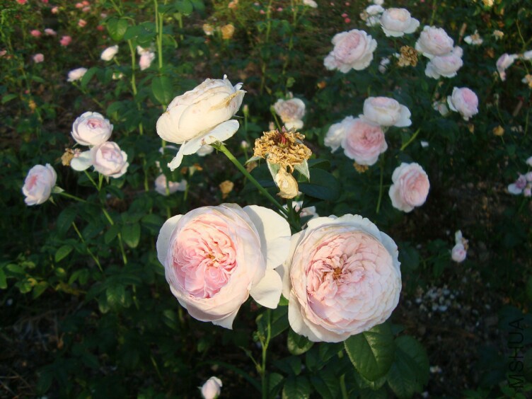 DSC07216.jpg