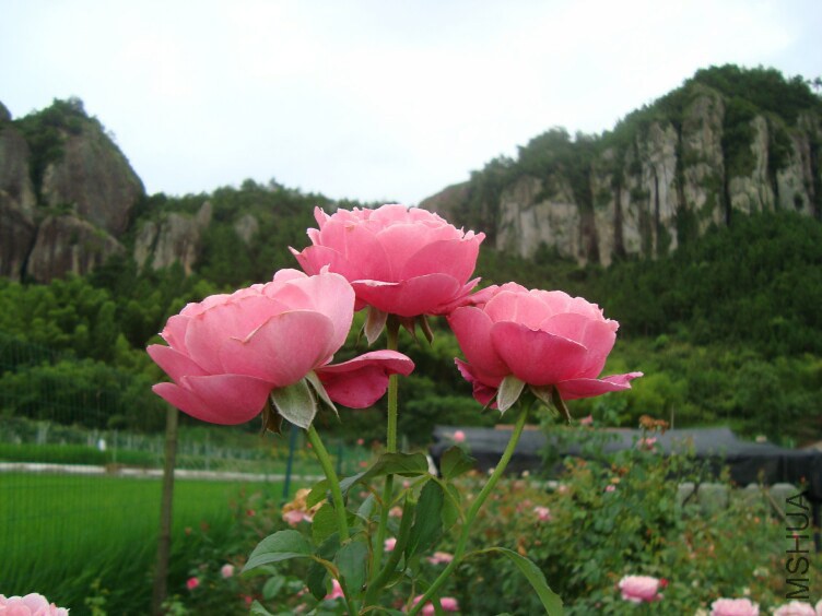 DSC07249.jpg