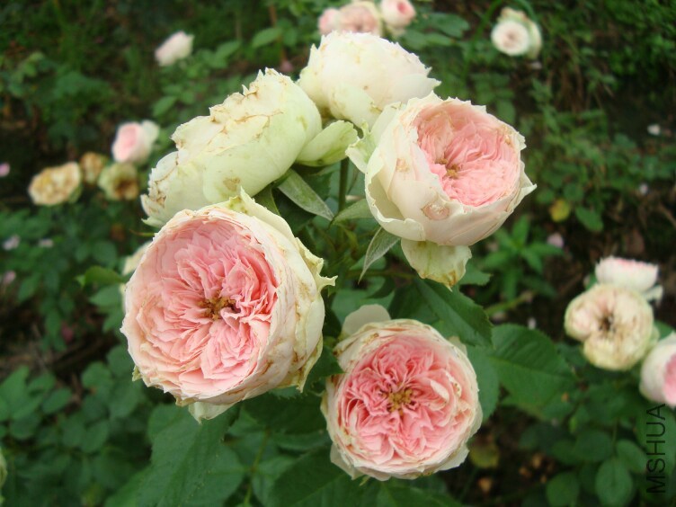 DSC07255.jpg