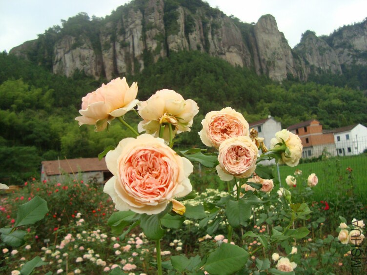 DSC07261.jpg