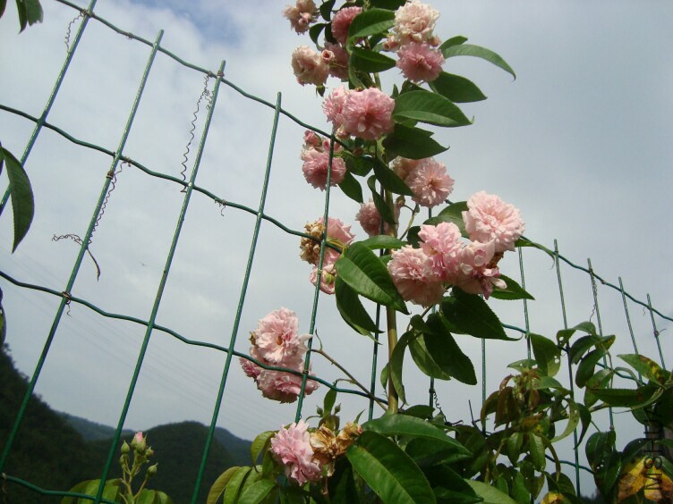 DSC07275.jpg