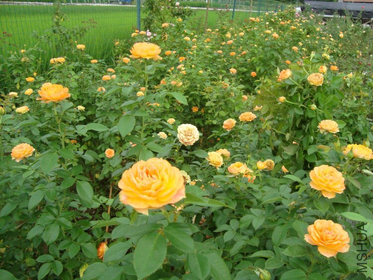 DSC07287.jpg