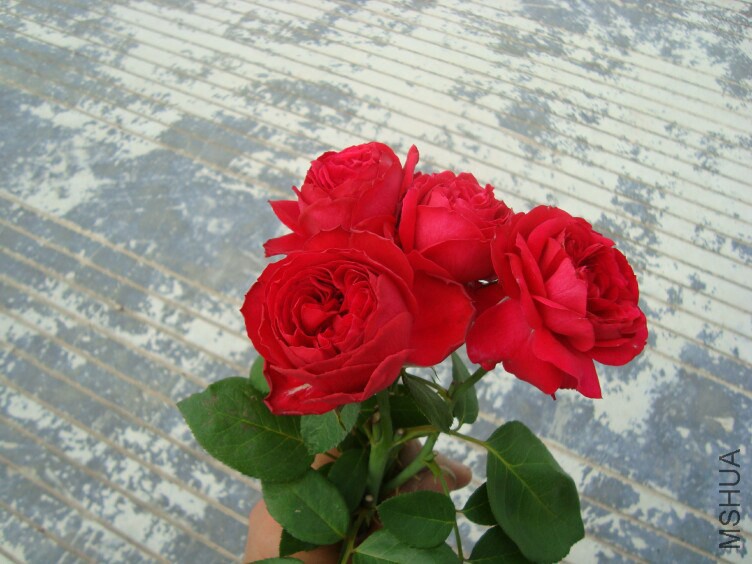DSC07293.jpg