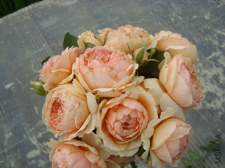 DSC07298.jpg
